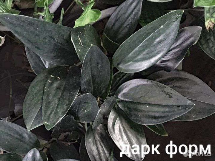Сциндапусы,эпипремнумы,пеллионея
