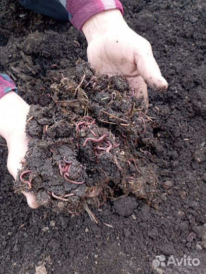 Биогумус с собственной вермифермы