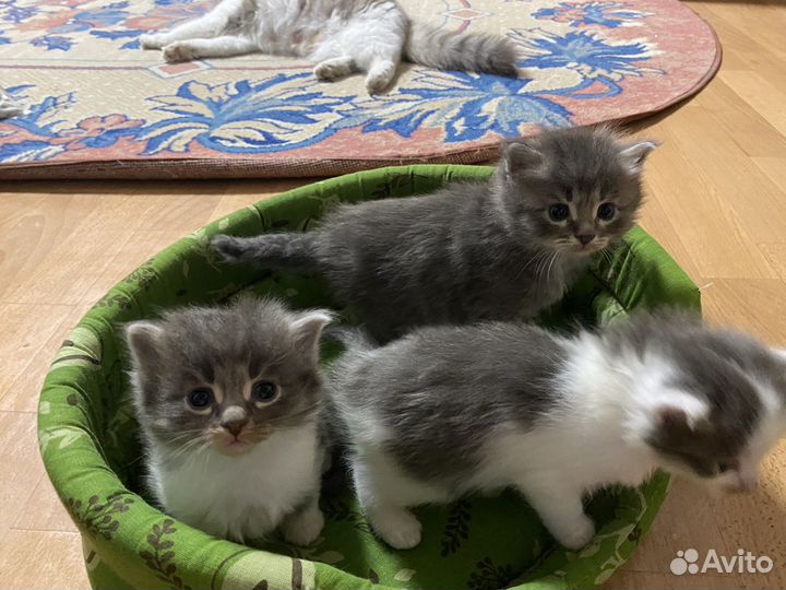 Котята в добрые руки