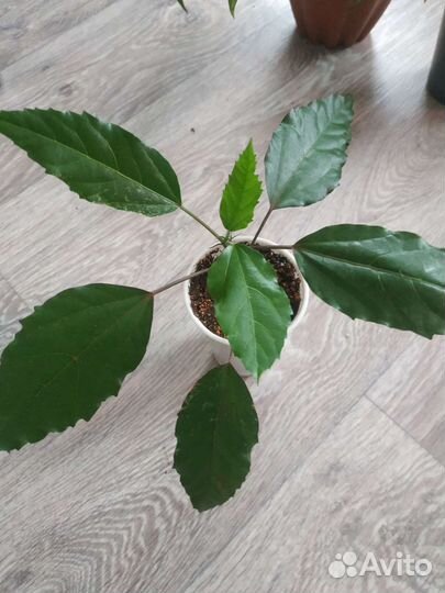 Цветы разные