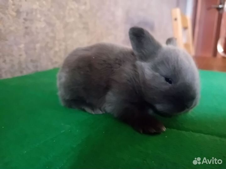 Карликовые кролики мини сатин