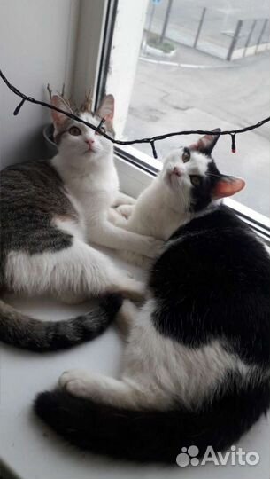 Кошки в добрые руки бесплатно