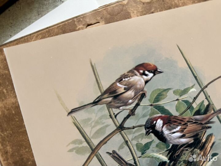 Репродукция. Птицы. Basil Ede. Воробей