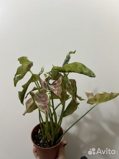 Сингониум неон