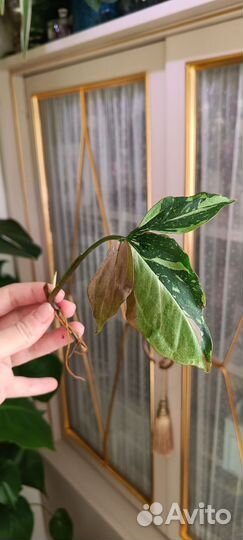 Сингониумы 1