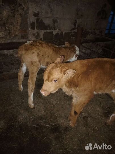 Телята бычки