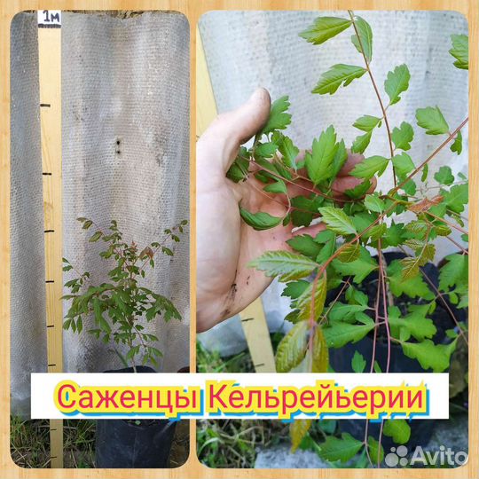 Саженцы декоративных деревьев и кустарников