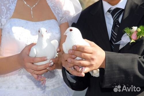 Голуби на свадьбу, выпускной, юбилей