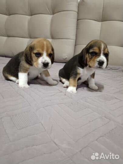 Бигль щенки