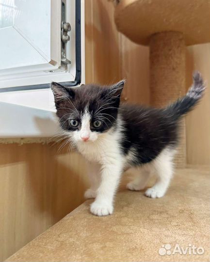 Крошка с ладошку в добрые руки