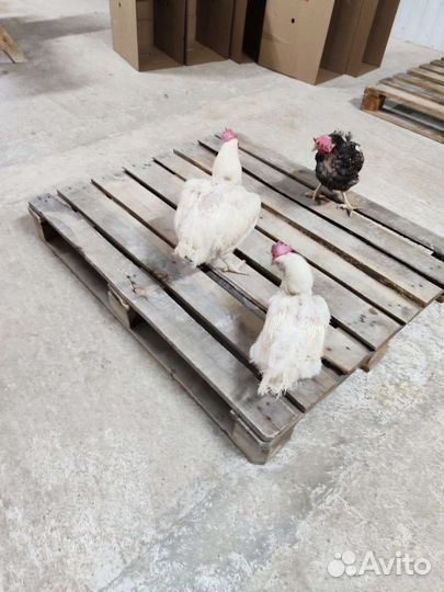 Доминант 1 год