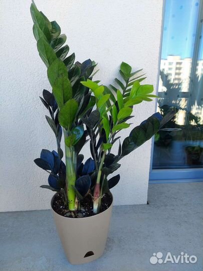 Замиокулькас черный равен, зензи