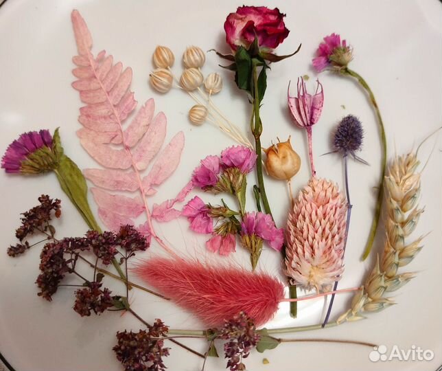 Сухоцветы для творчества