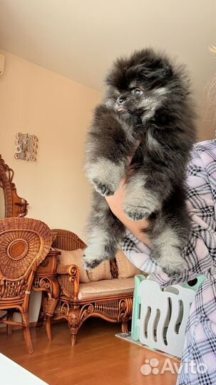 Померанский шпиц девочка