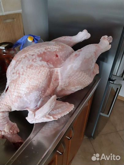 Мясо.Гуси, утки, индейка, бройлер