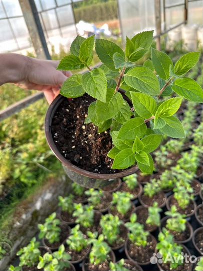 Гортензия оптом