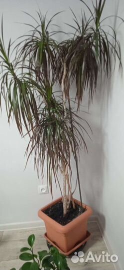 Пальма драцена