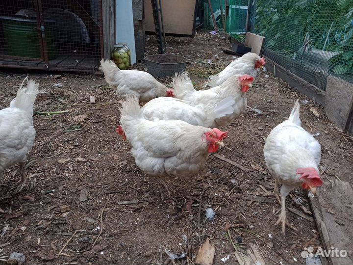 Куры несушки 9шт