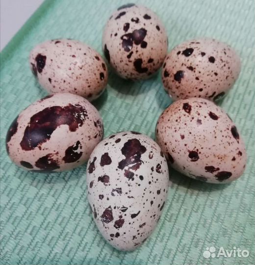 Инкубационное яйцо перепелов