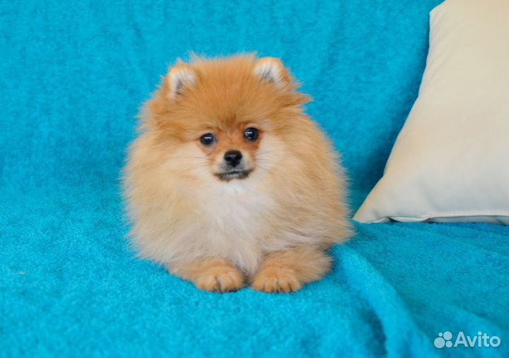 Пушистая лисичка