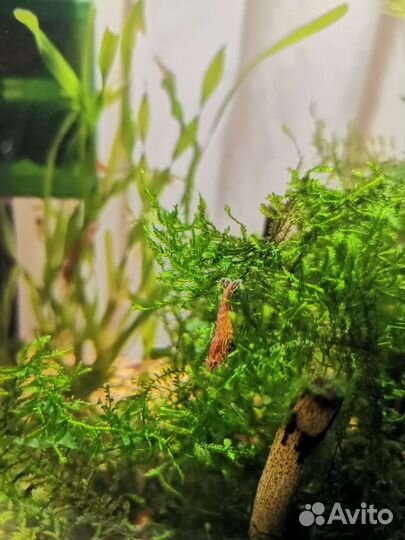 Креветки вишня