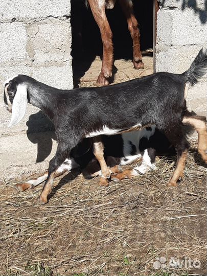 Козлята
