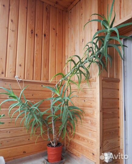 Алоэ (столетник). Каланхоэ (лекарственное)