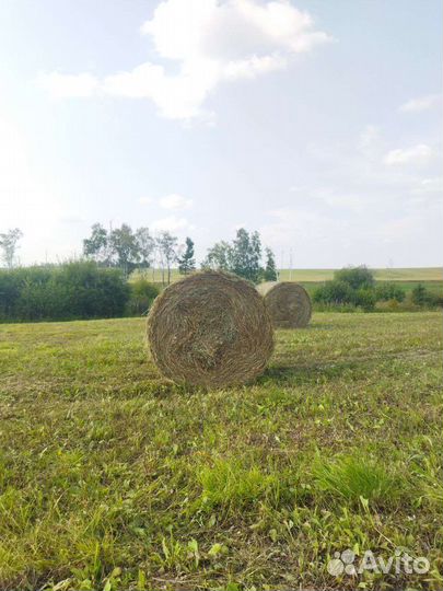Сено в рулонах лесное