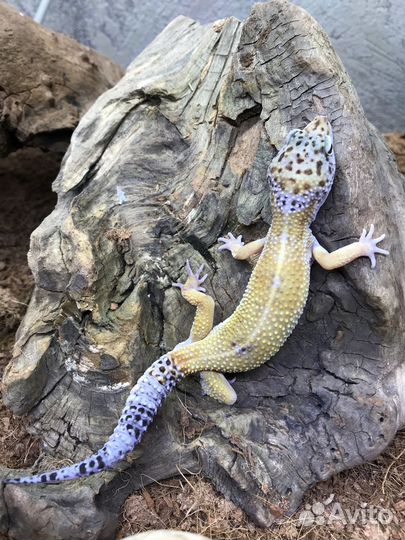 Геккон эублефар