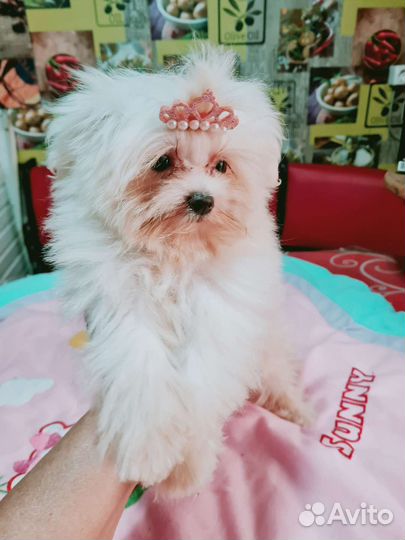 Девочка микро