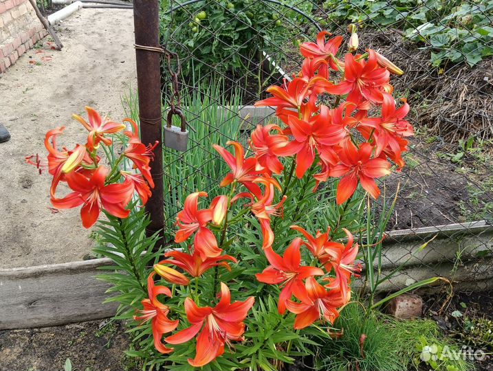 Кустовые розы саженцы