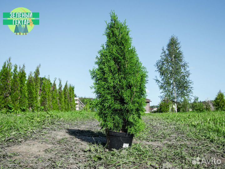 Туя колумна 120 см свежая копка 2023