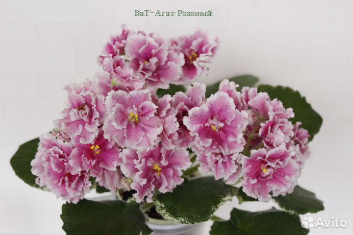 Фиалки детки