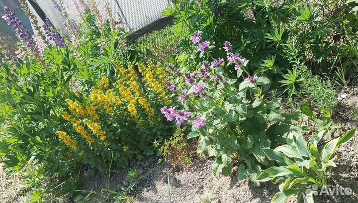 Буквица многолетник - саженцы (обменяю)