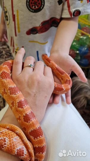 Маисовый полоз