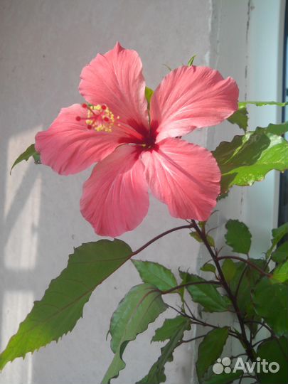 Комнатные цветы