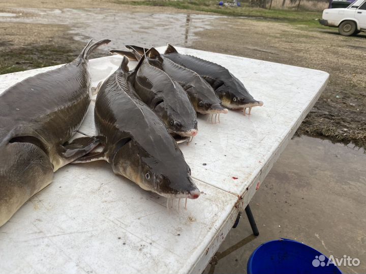 Свежая царская рыба живая