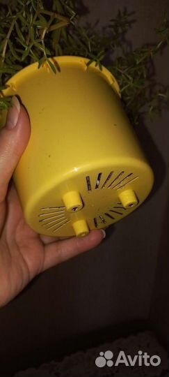 Хлорофитум