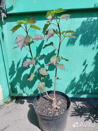 Гибискус травенистый в ассортименте