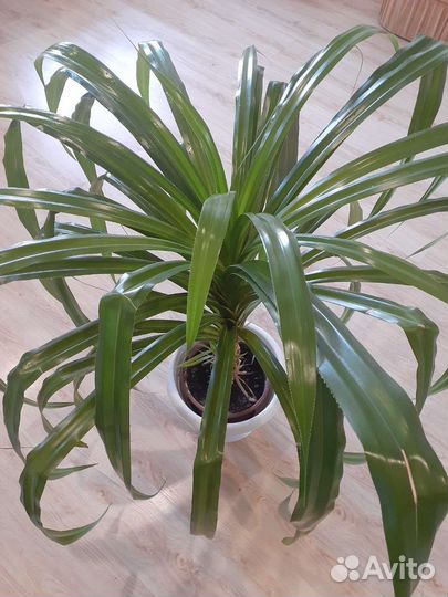 Пальма панданус