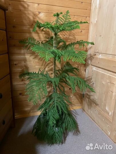 Араукария *домашняя ель) Heterophyl D-23/ H-115