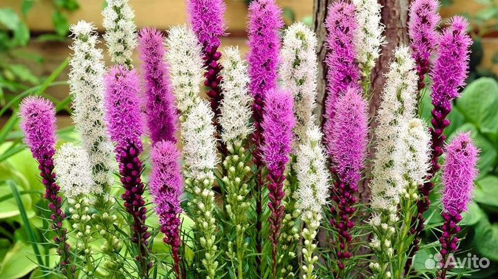 Лиатрис, 3 сорта. Клубень