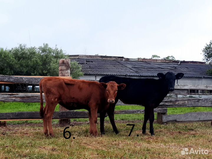 Коровы, нетели, телята