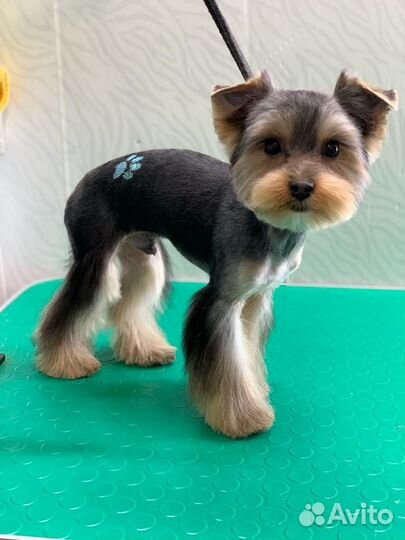 Йорк стандарт