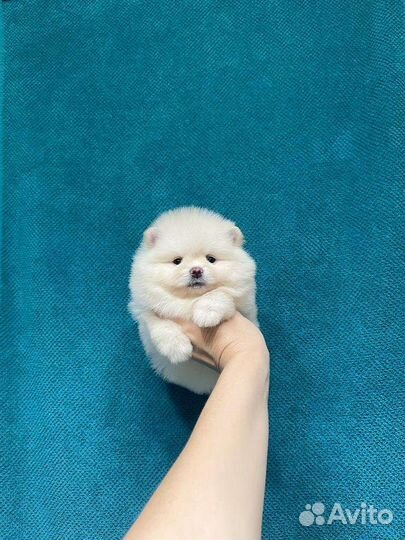 Померанский шпиц большой выбор щенков