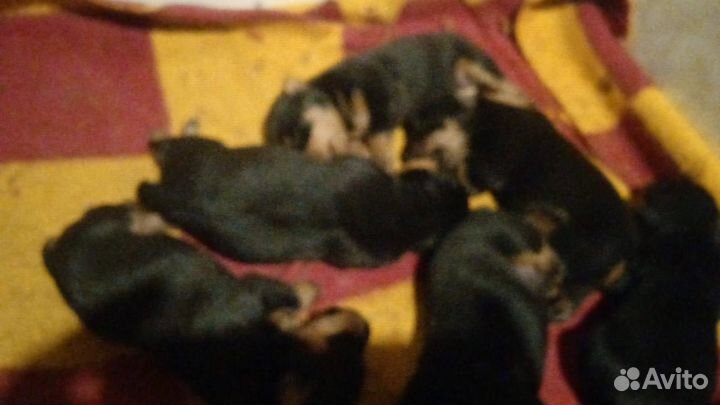 Щенки немецкого ягдтерьера