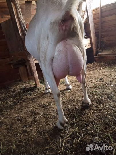 Молочные козы