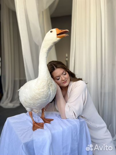 Передержка сельхоз животных