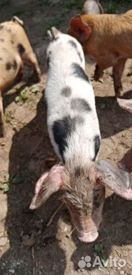 Продаются поросята