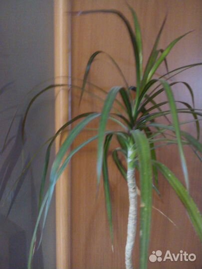 Цветы драцена 1м 30 см